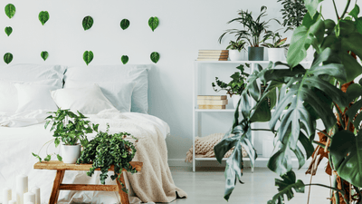 Ensemble à la maison – comment décorer votre appartement partagé avec des plantes d'intérieur 